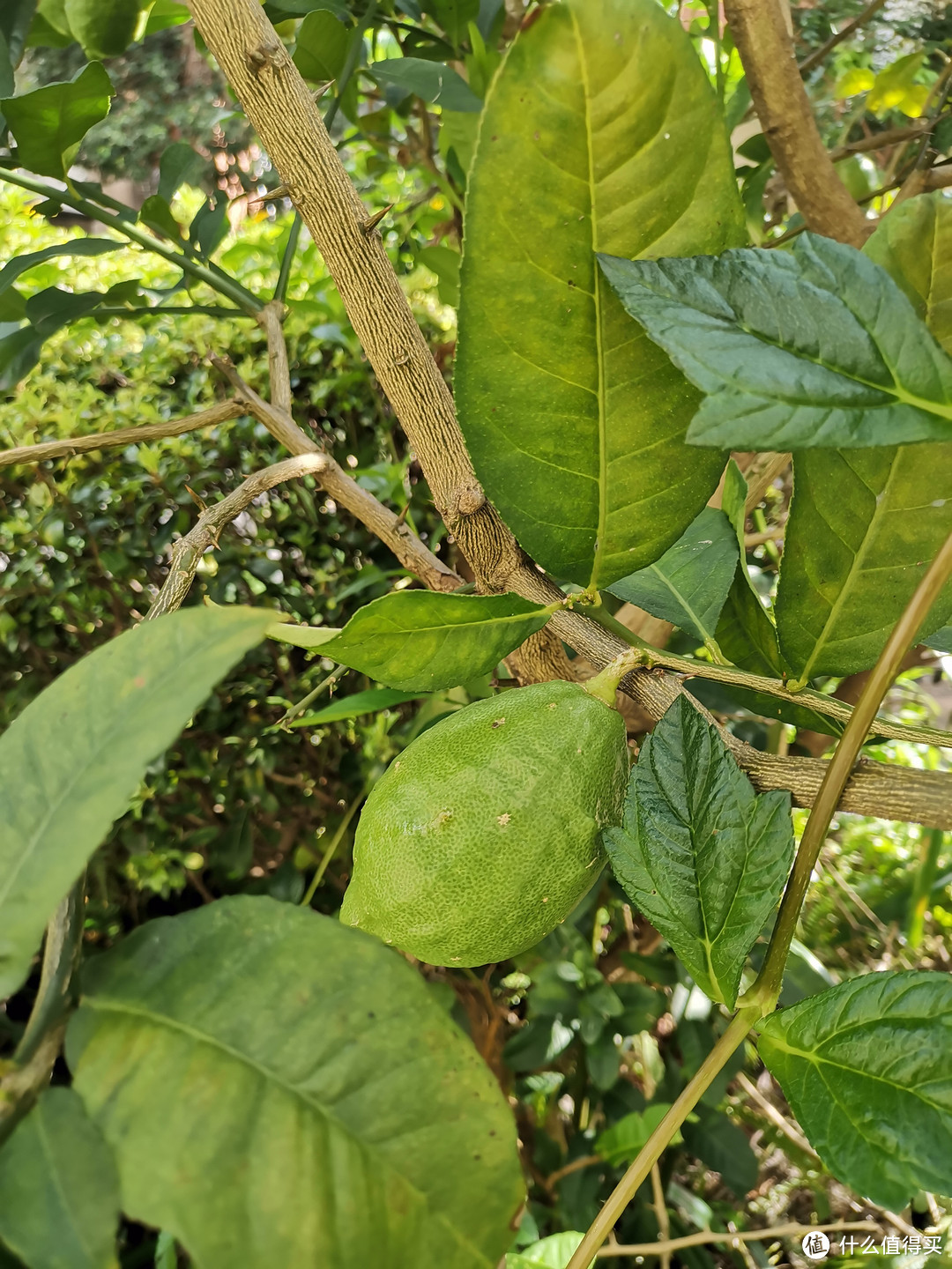 继续岭南水果篇-大树菠萝和柠檬