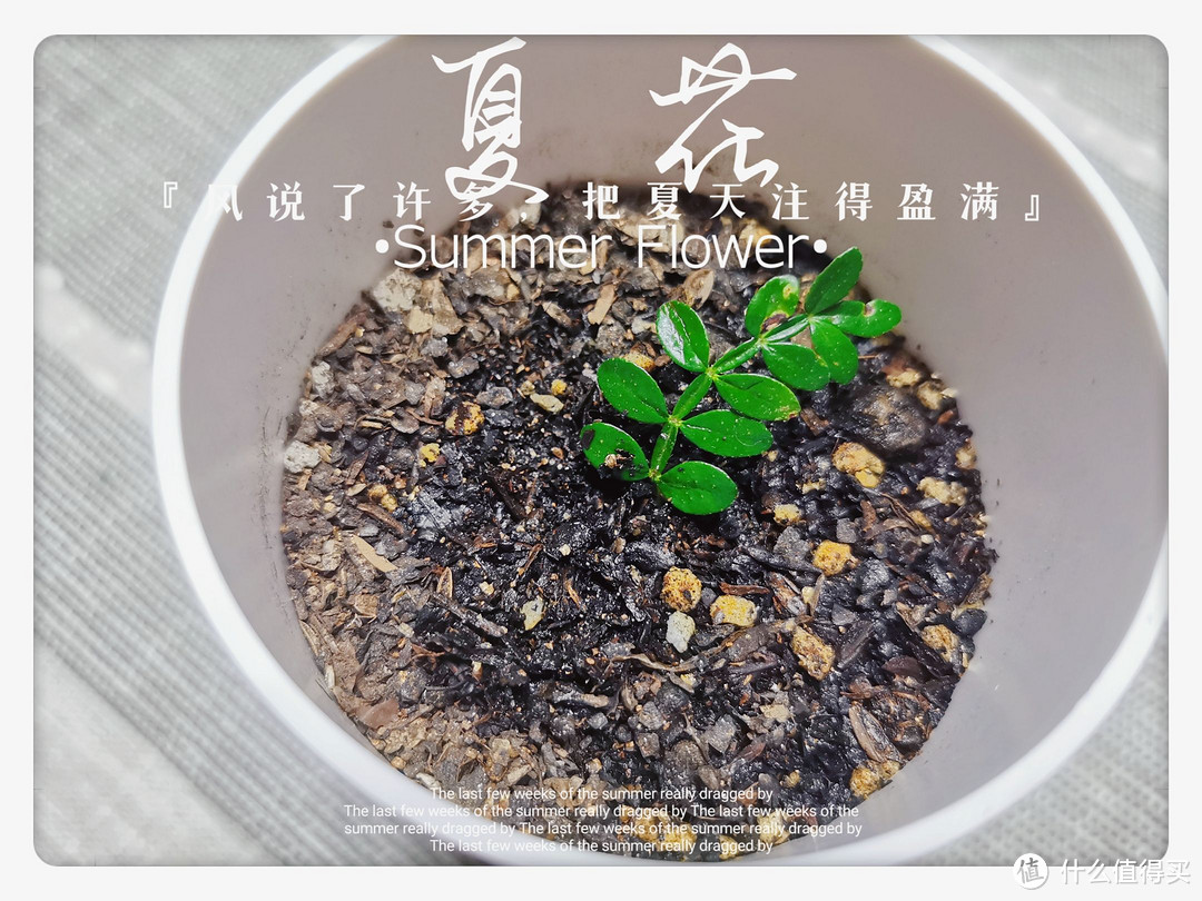 优雅体验种植乐趣 ，在家也可以“春意盎然”