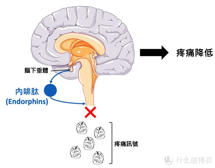 年少唯爱多巴胺中年才懂内啡肽内啡肽是通过运动才能得到的最顶级享受