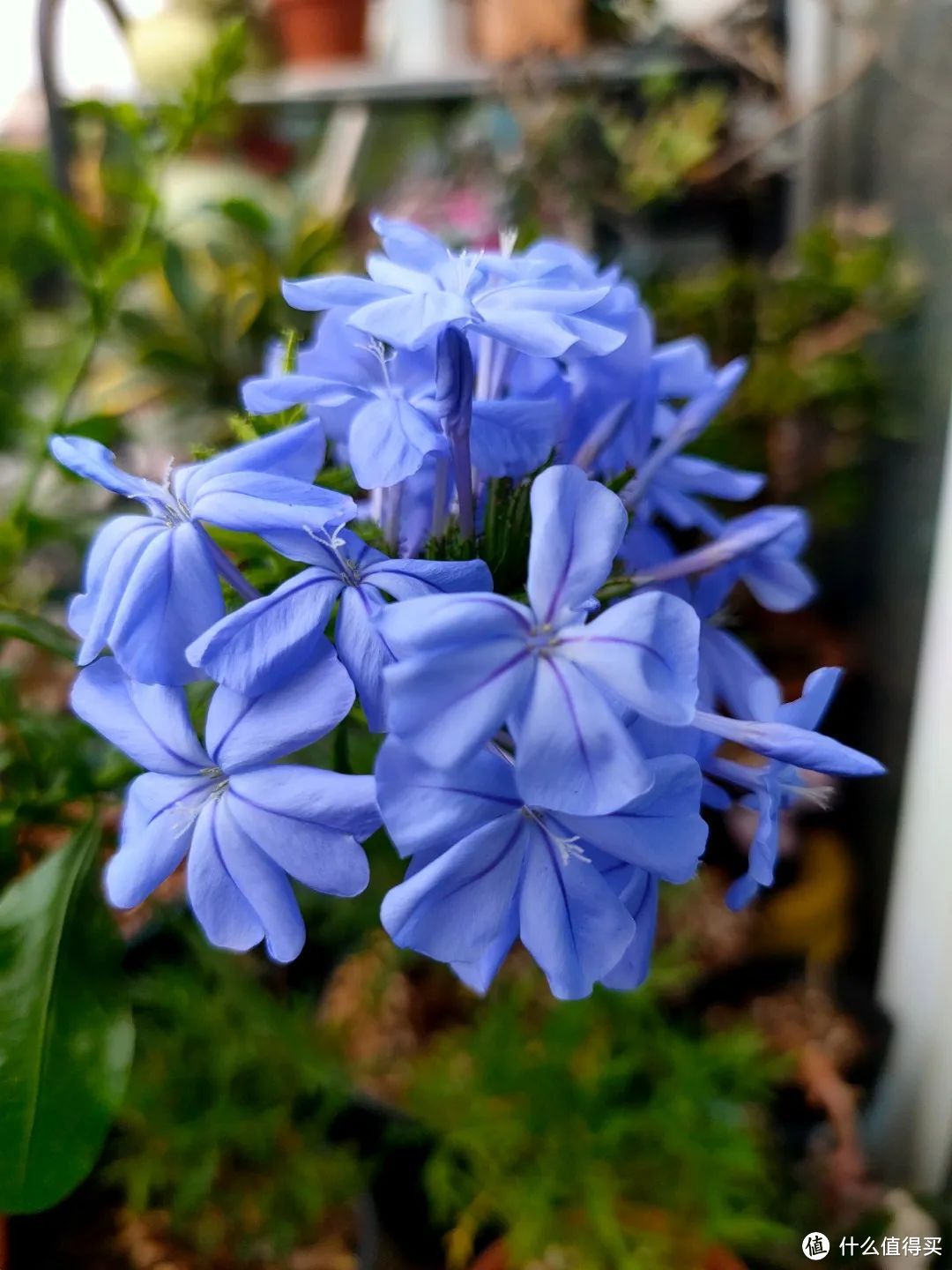 房子再小，也要养一盆不怕晒、不怕热的花，开花美，心情好