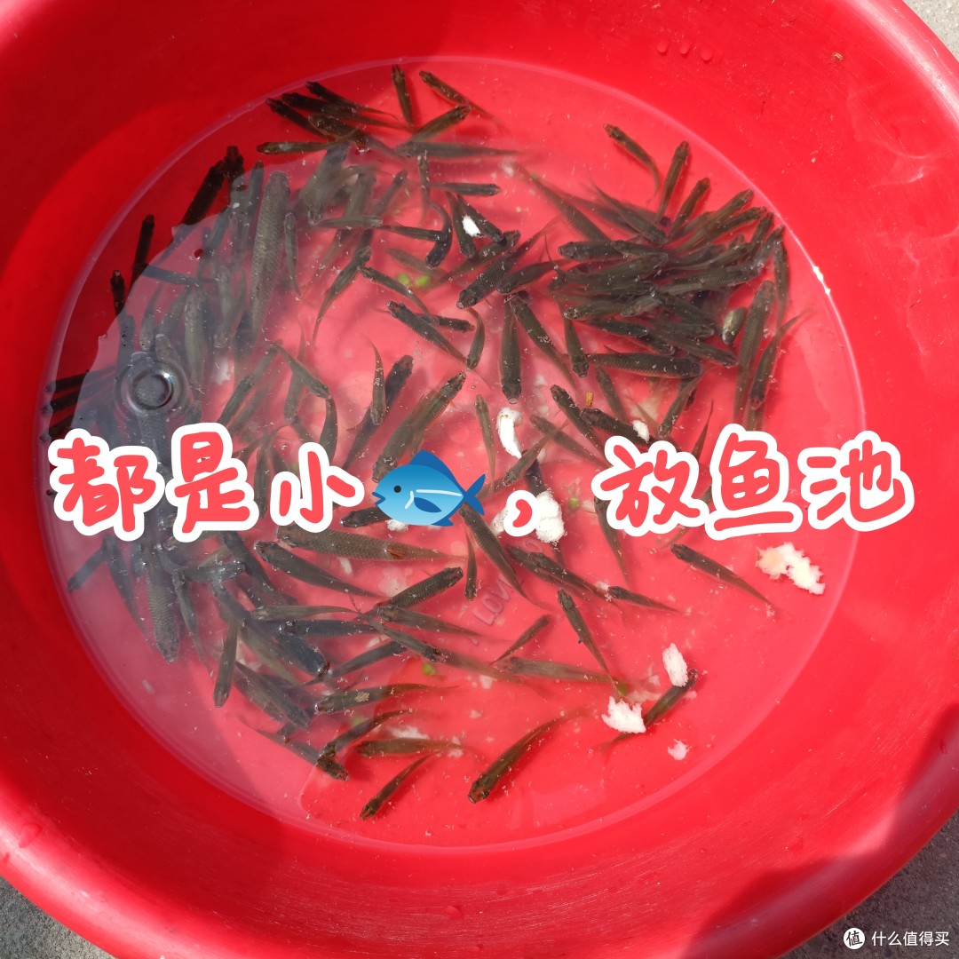 精致生活，陪易嫂去网鱼