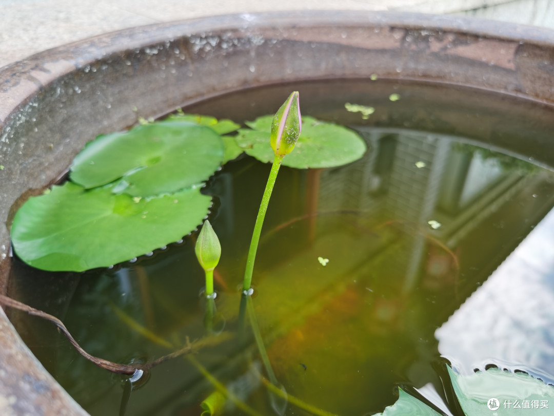 今天的小莲花它找了个小伙伴