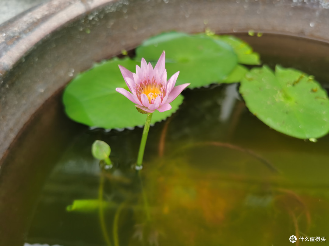 今天的小莲花它找了个小伙伴