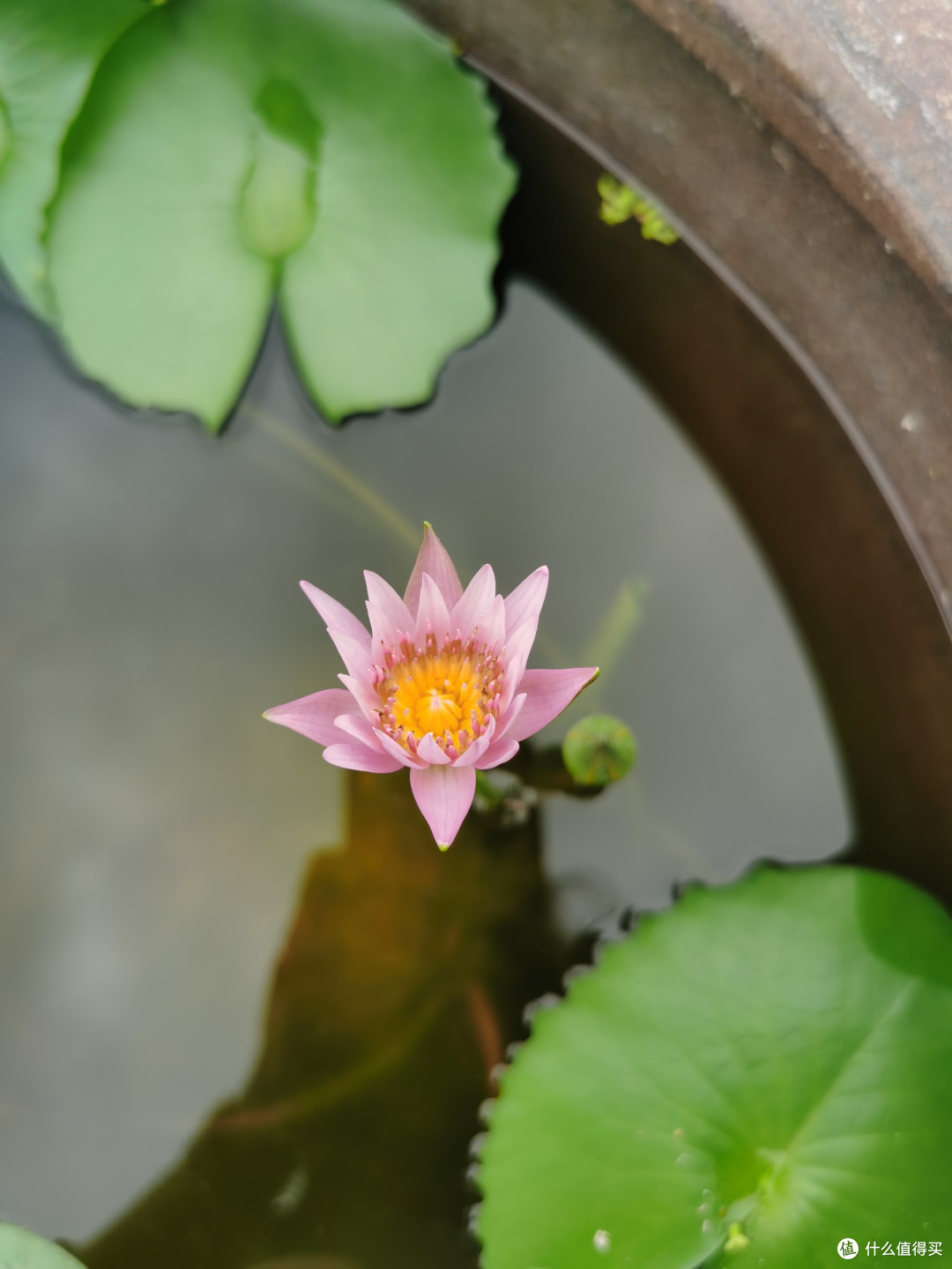今天的小莲花它找了个小伙伴