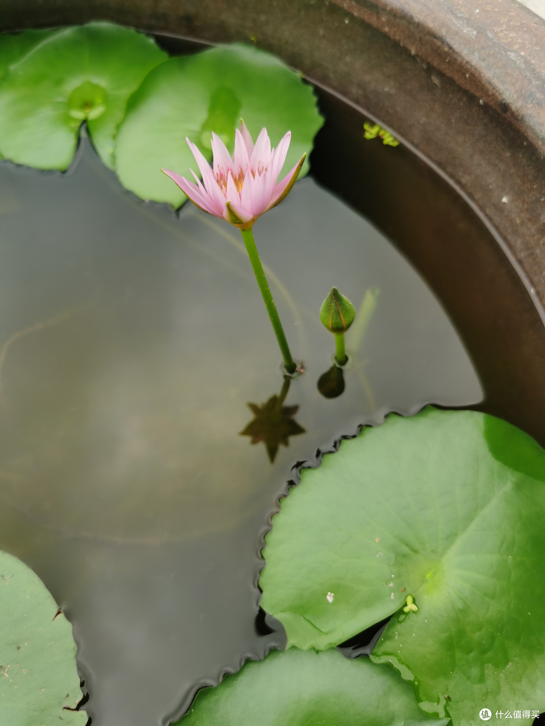 今天的小莲花它找了个小伙伴