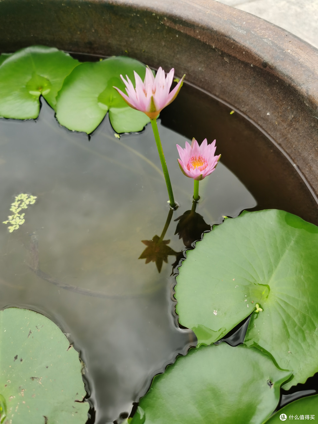 今天的小莲花它找了个小伙伴
