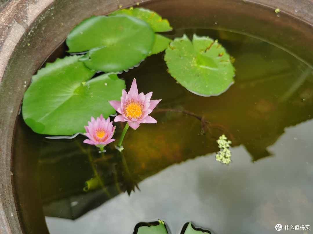 今天的小莲花它找了个小伙伴