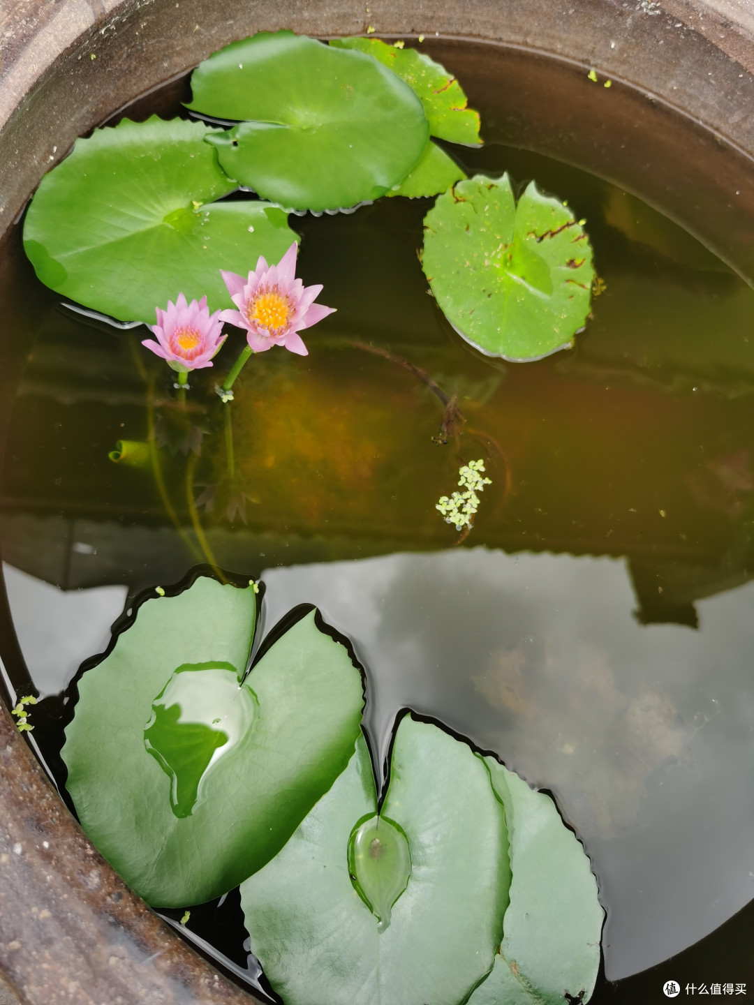 今天的小莲花它找了个小伙伴
