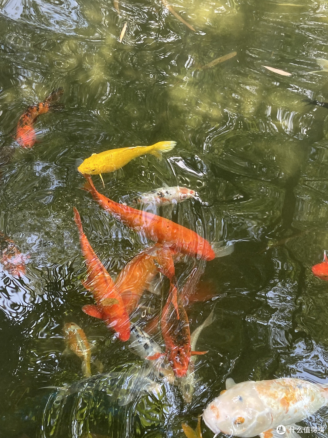 岭南地区最大的兰花主题公园｜广州一日游好去处