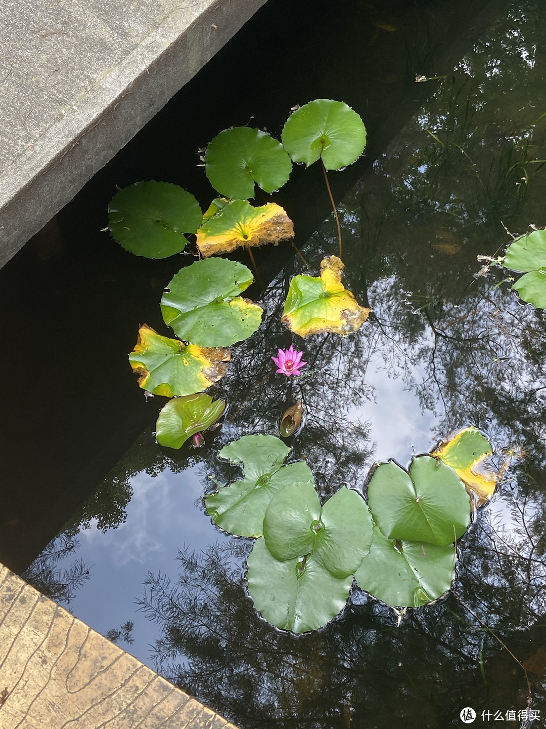 岭南地区最大的兰花主题公园｜广州一日游好去处