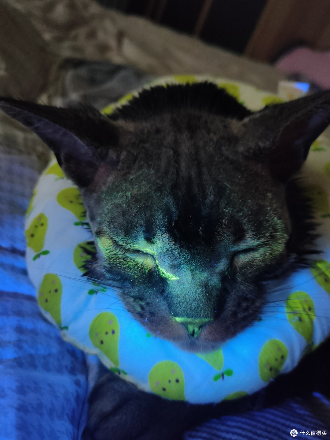 猫得病比人得病还麻烦-简单记录一下最近半年给猫治病的经历