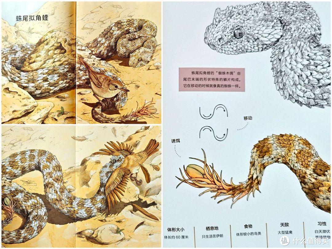 蛛尾拟角蝰捕食漠百灵