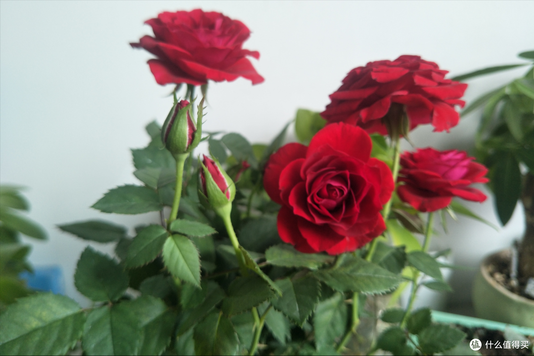 花市里的4种花，再便宜也不买，都是“套路”，买了也是白花钱