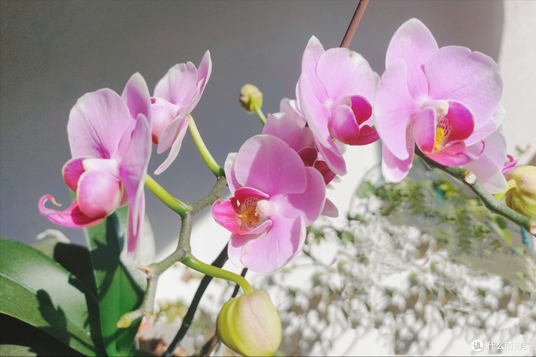 年宵花“蝴蝶兰”开完花就扔?太浪费!做3件事,来年照样有花赏