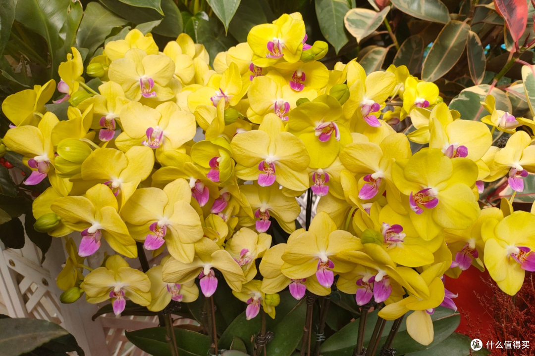 年宵花“蝴蝶兰”开完花就扔?太浪费!做3件事,来年照样有花赏