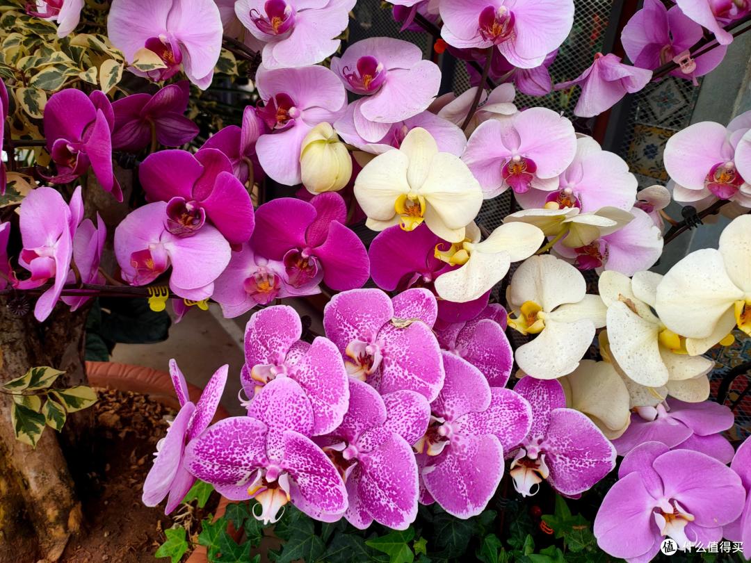 年宵花“蝴蝶兰”开完花就扔?太浪费!做3件事,来年照样有花赏