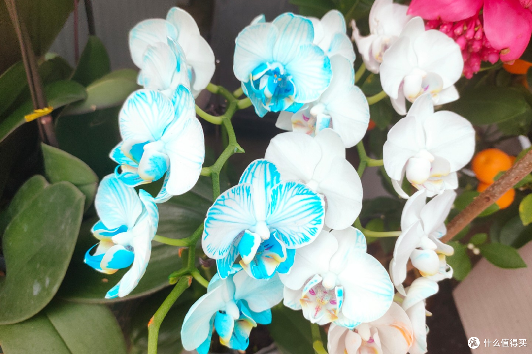 年宵花“蝴蝶兰”开完花就扔?太浪费!做3件事,来年照样有花赏
