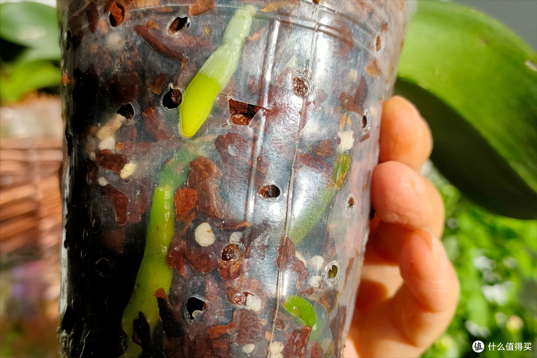 年宵花“蝴蝶兰”开完花就扔?太浪费!做3件事,来年照样有花赏
