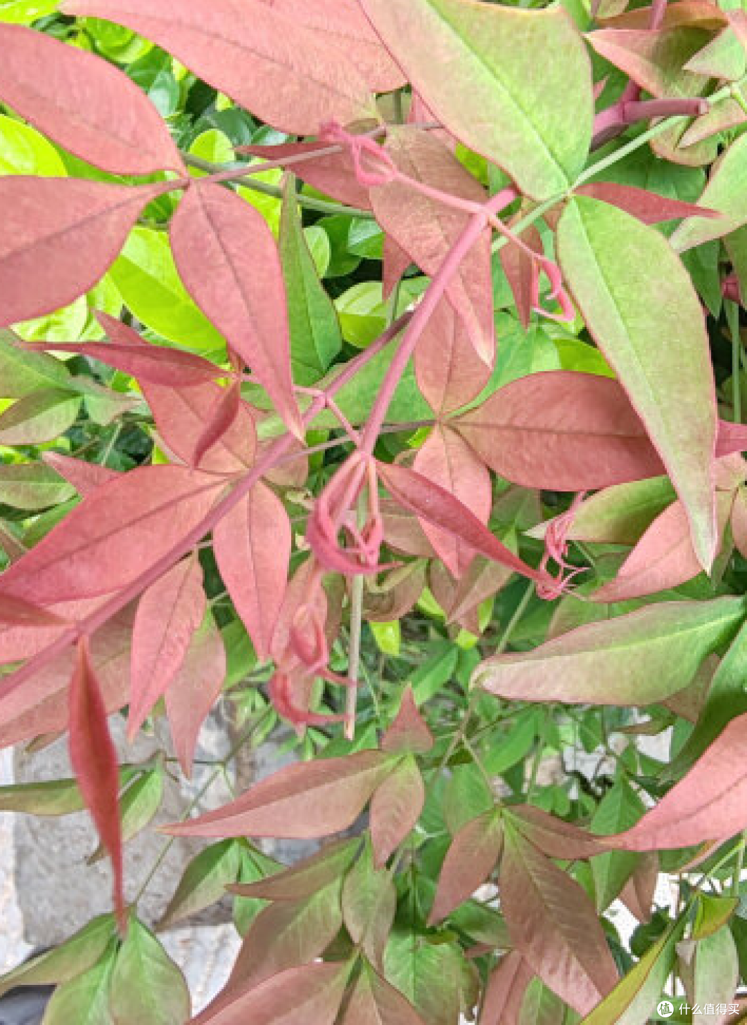 6.7英寸OLED大屏，全场景人像拍摄，荣耀90