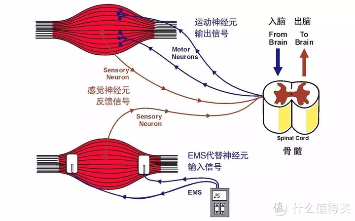 EMS脉冲原理图解