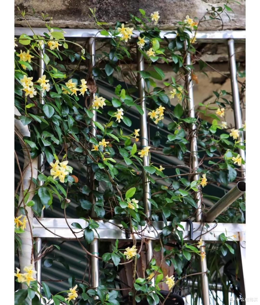广西一45岁姐姐,2㎡阳台四季“花开”,把日子过成了“诗”