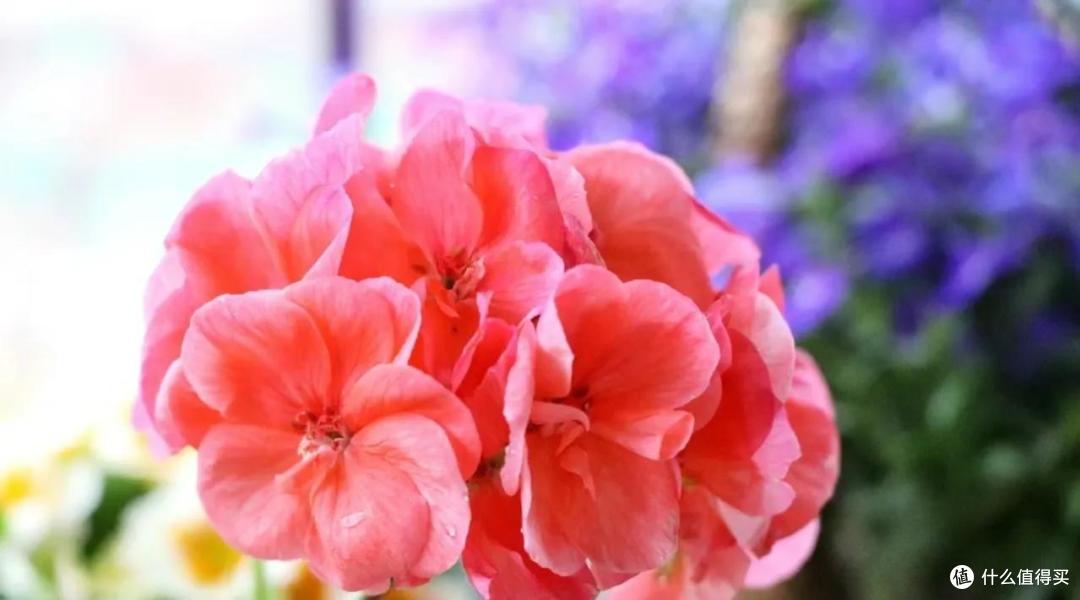 广西一45岁姐姐,2㎡阳台四季“花开”,把日子过成了“诗”
