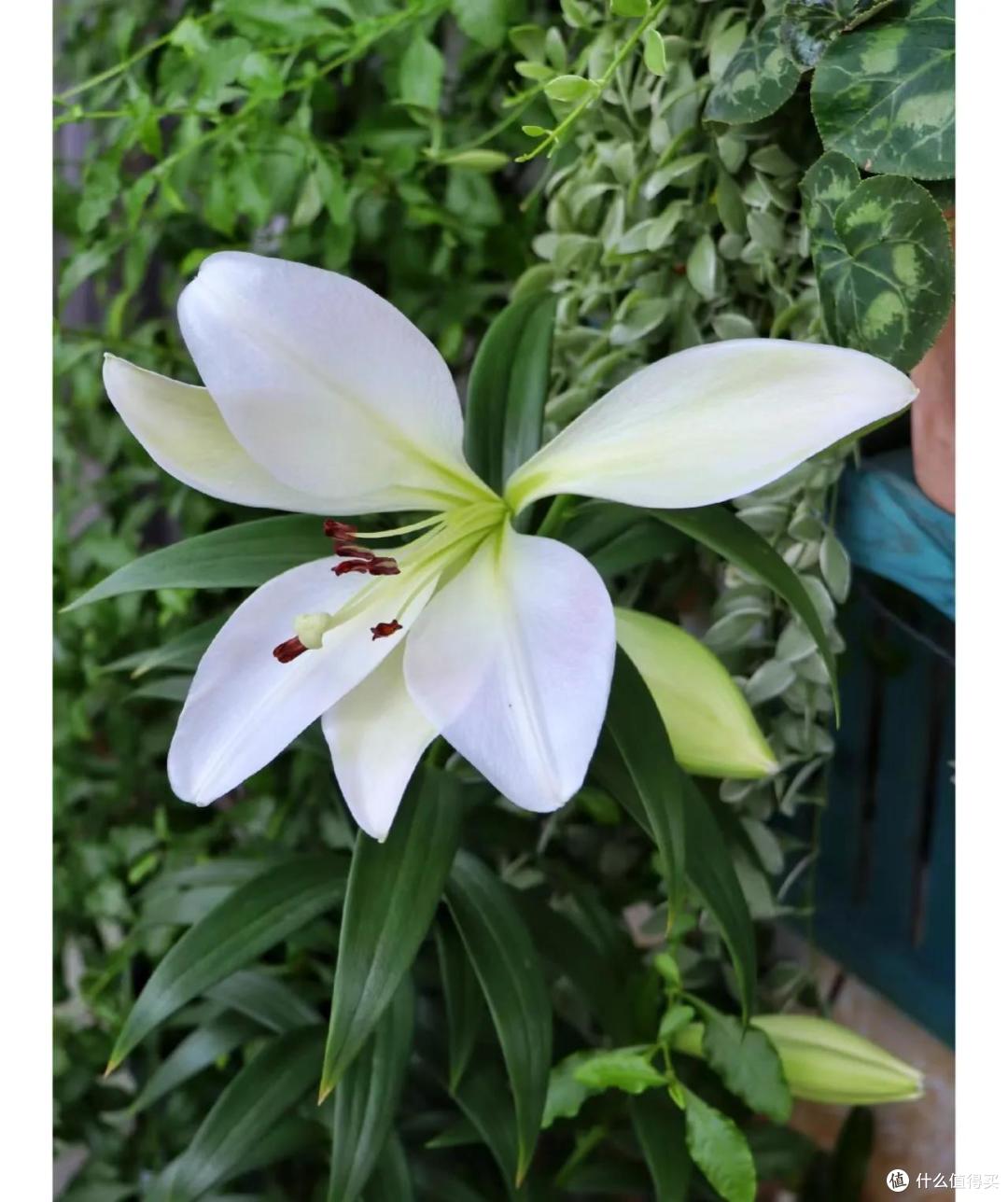 广西一45岁姐姐,2㎡阳台四季“花开”,把日子过成了“诗”