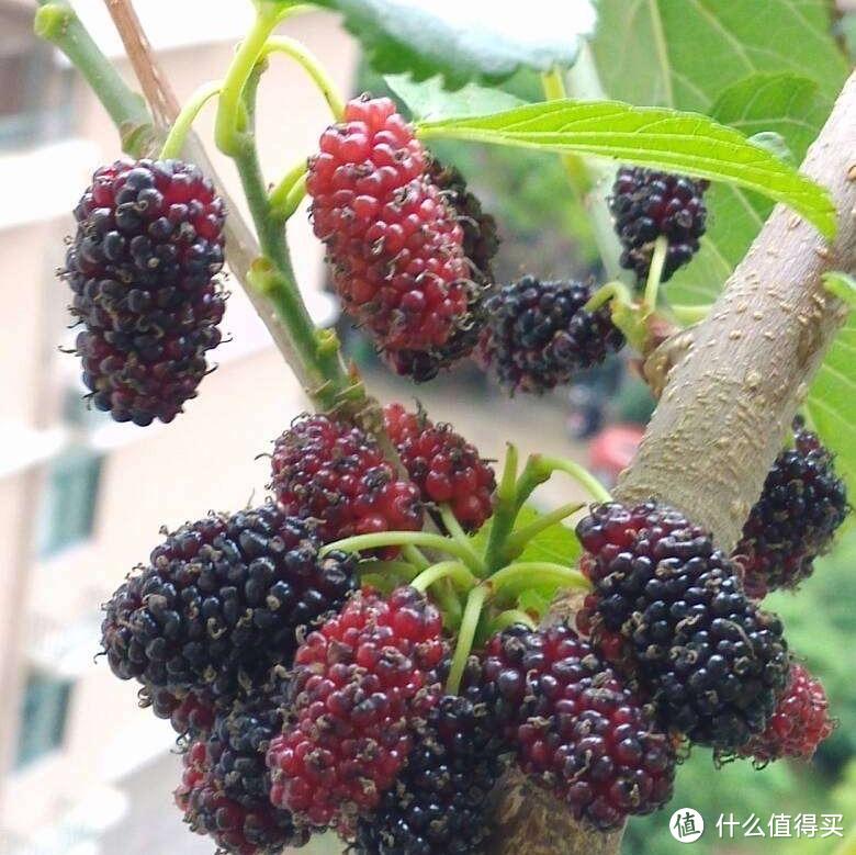 阳台养花不如种果，“4种”水果，种一盆够吃了，营养丰富又好看