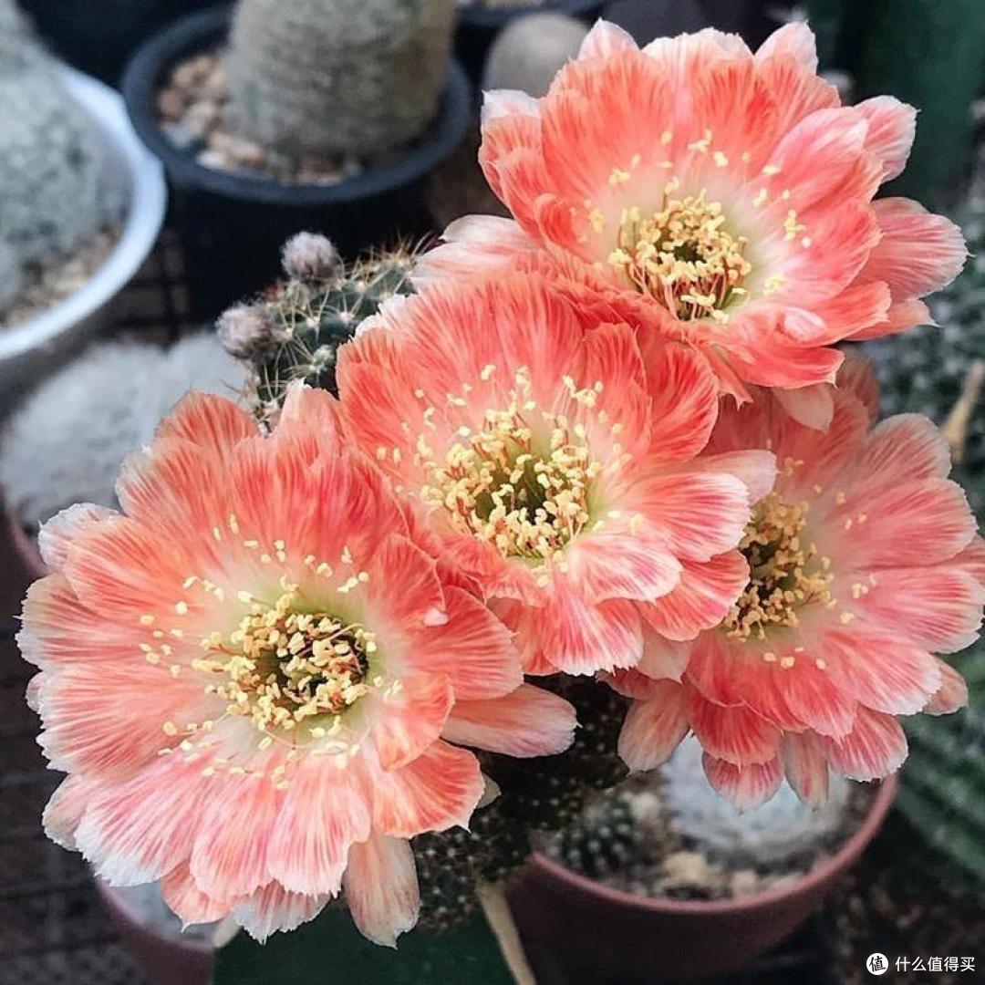 “4种花”不花钱就能养,摘个枝插土里,长根快长叶快,漂亮好养