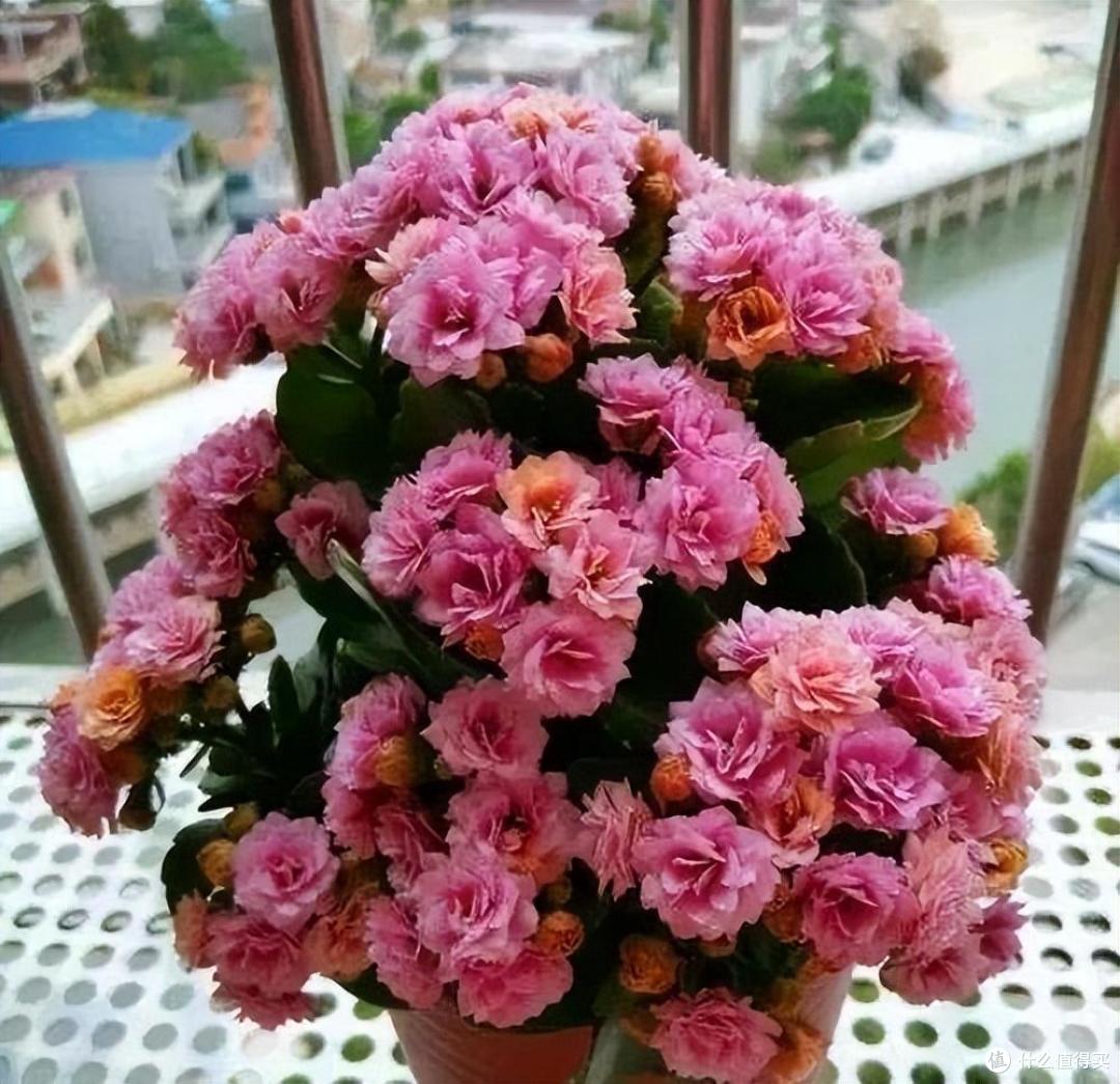 “4种花”不花钱就能养,摘个枝插土里,长根快长叶快,漂亮好养