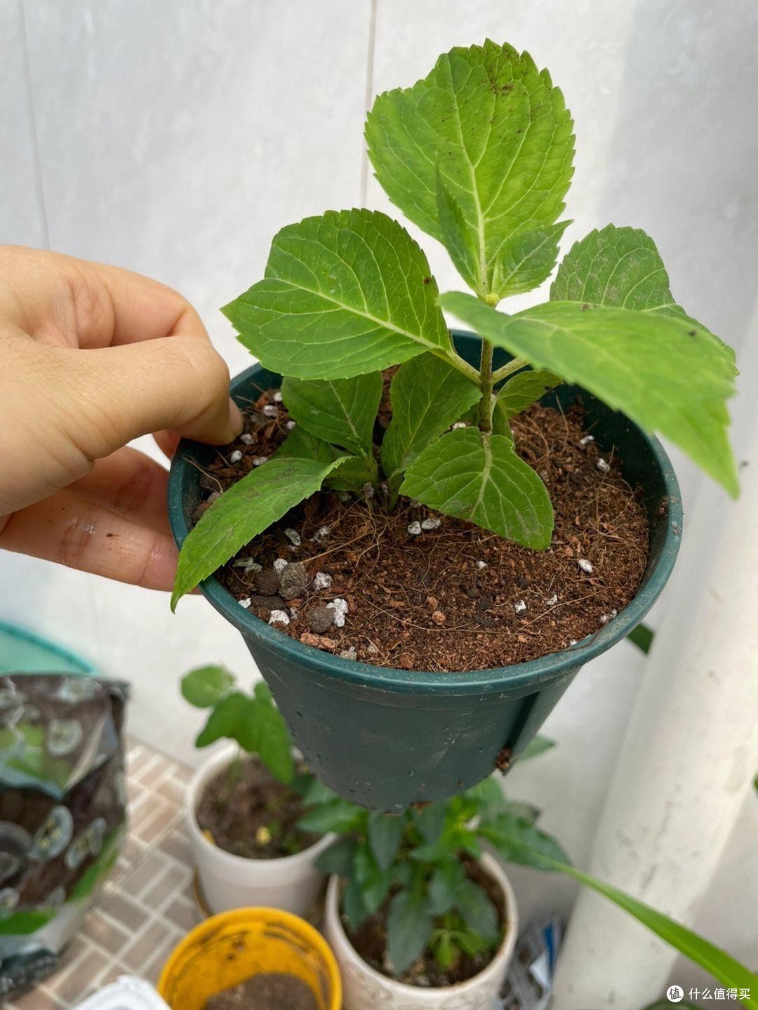 “4种花”不花钱就能养,摘个枝插土里,长根快长叶快,漂亮好养