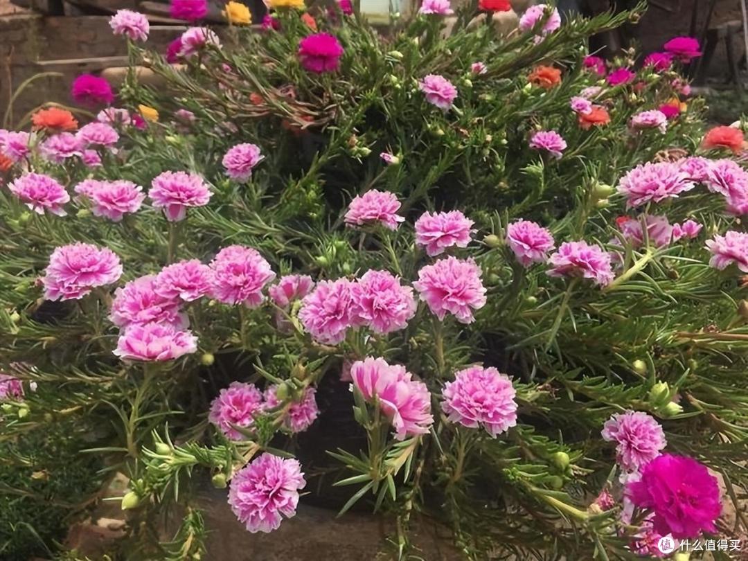 “4种花”不花钱就能养,摘个枝插土里,长根快长叶快,漂亮好养