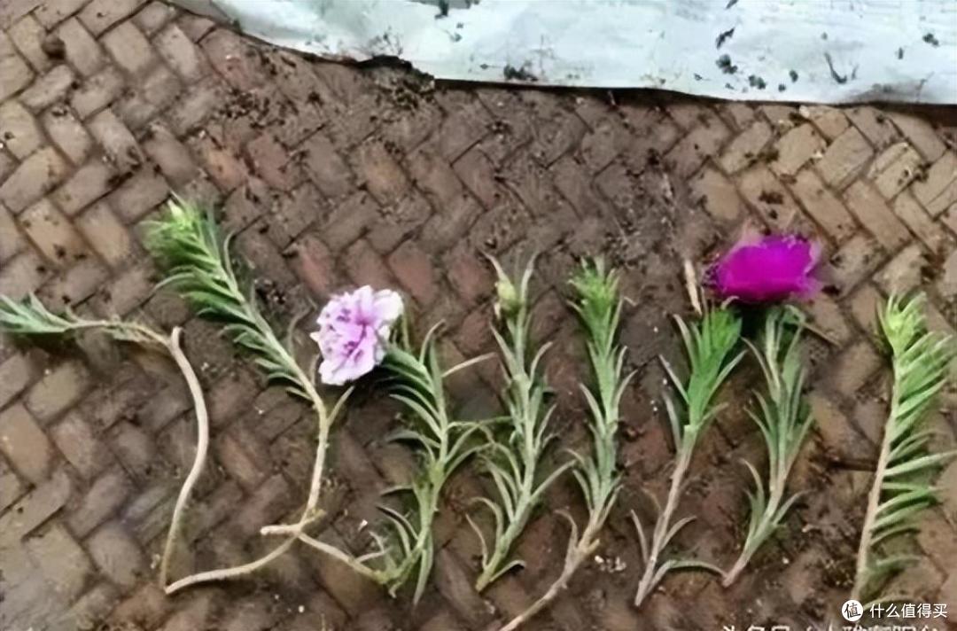 “4种花”不花钱就能养,摘个枝插土里,长根快长叶快,漂亮好养