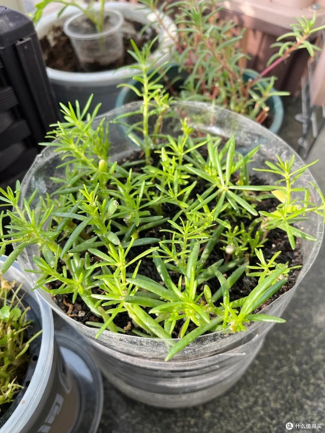 “4种花”不花钱就能养,摘个枝插土里,长根快长叶快,漂亮好养