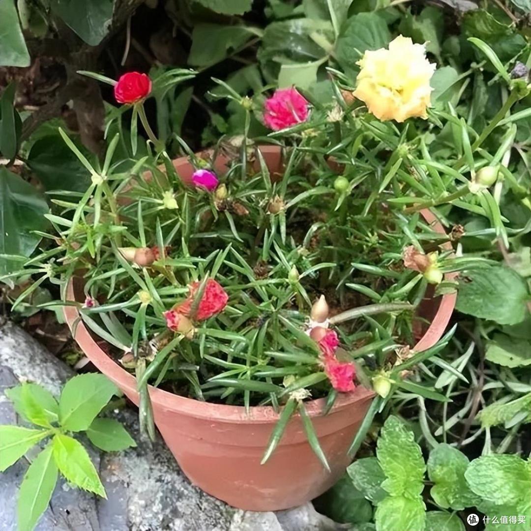 “4种花”不花钱就能养,摘个枝插土里,长根快长叶快,漂亮好养