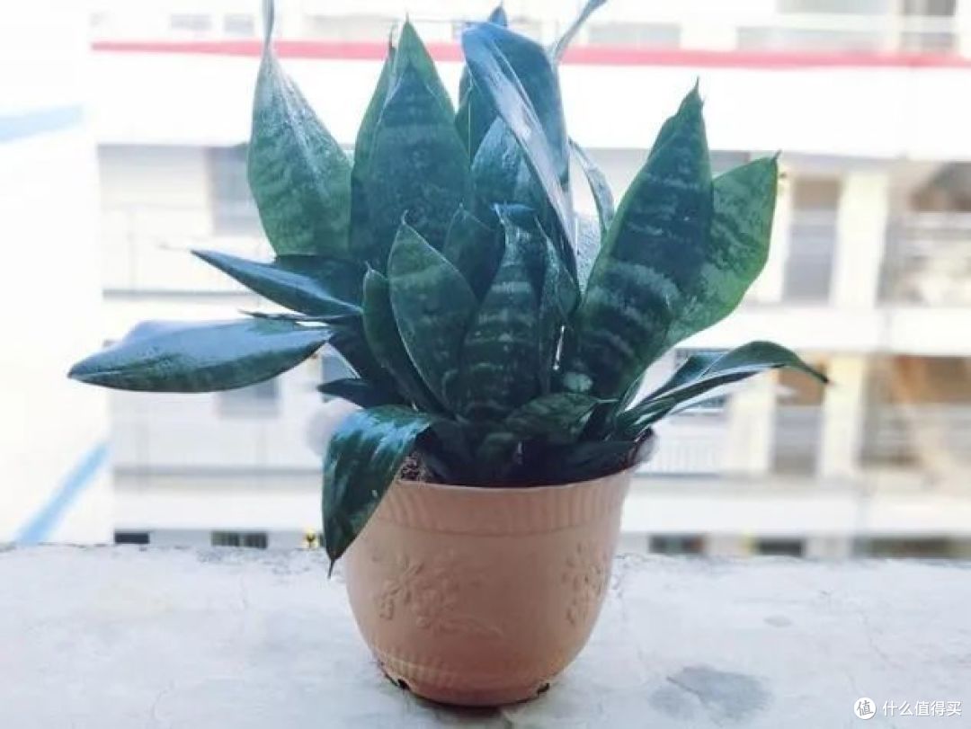 夏天,虎皮兰有“3喜”,迎合它的喜好,长势旺盛,呼呼冒侧芽