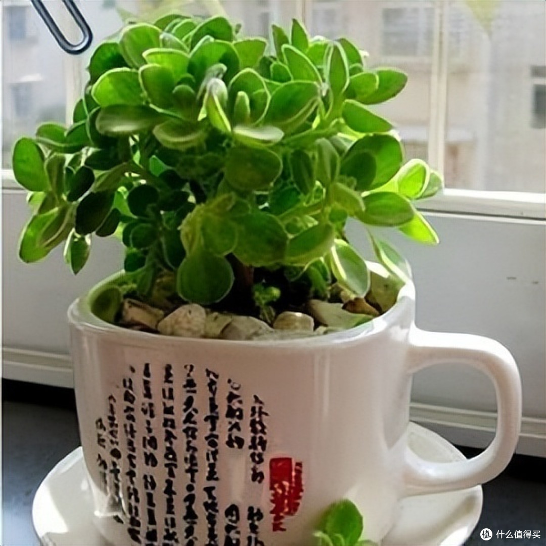 7种花很“养人”,卧室客厅放几盆,好看还能“养身体”