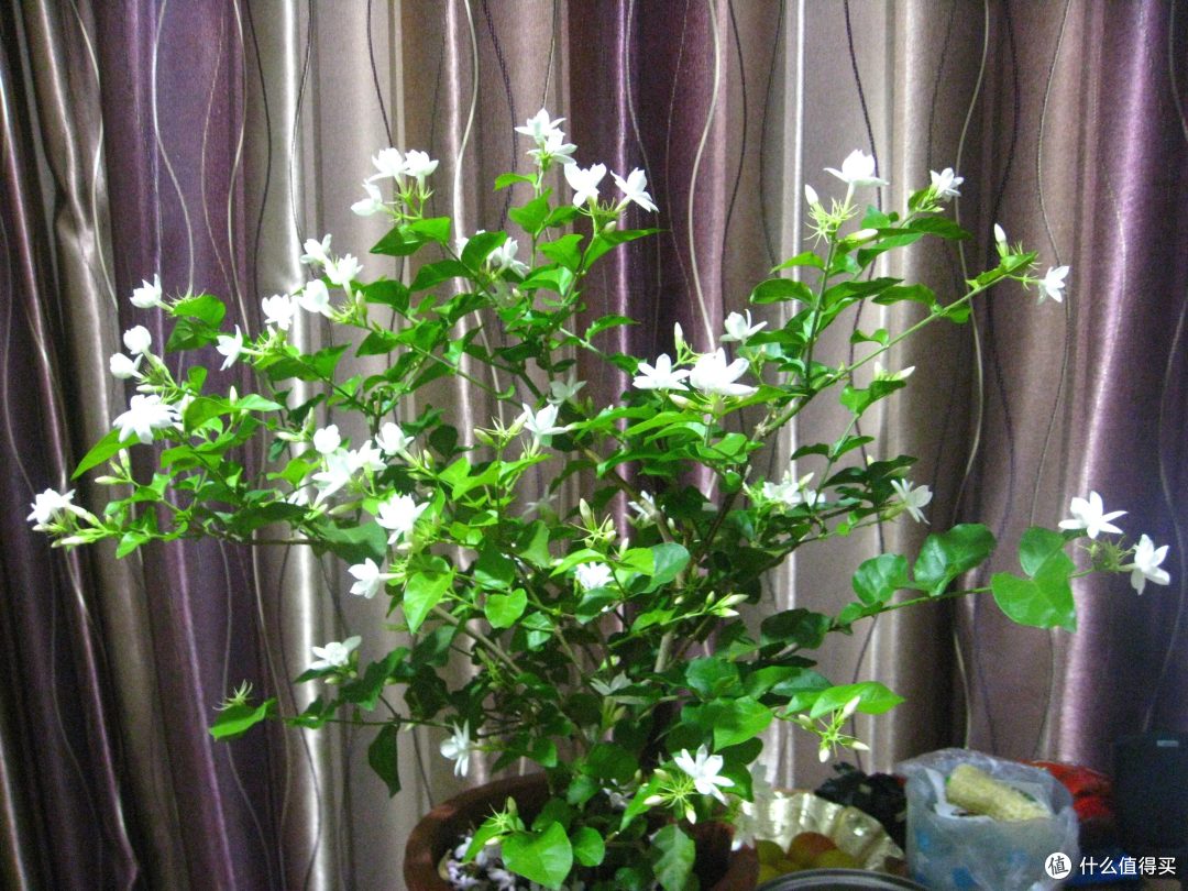 7种花很“养人”,卧室客厅放几盆,好看还能“养身体”