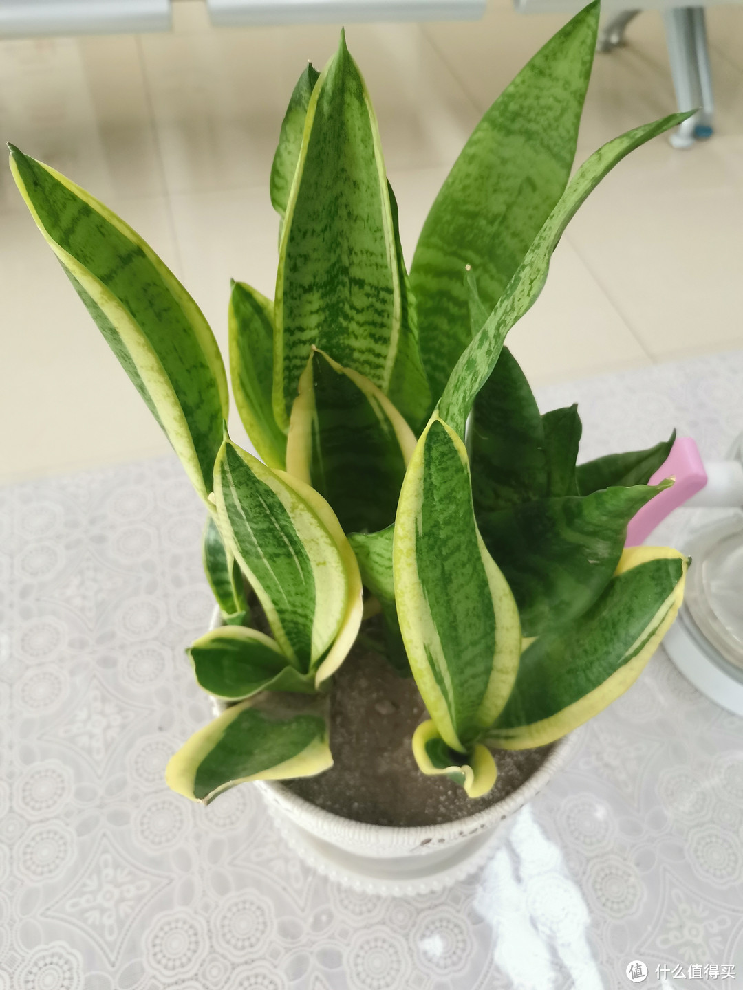 非常好养的虎皮兰,家中必备的绿植