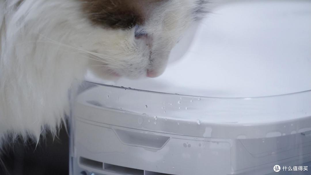 猫咪也要健康饮水：petgugu瀑布饮水机猫咪实测