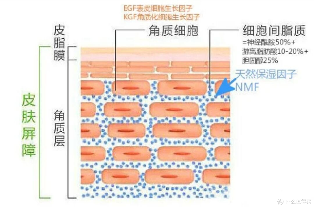 皮肤屏障受损了,应该怎么恢复?