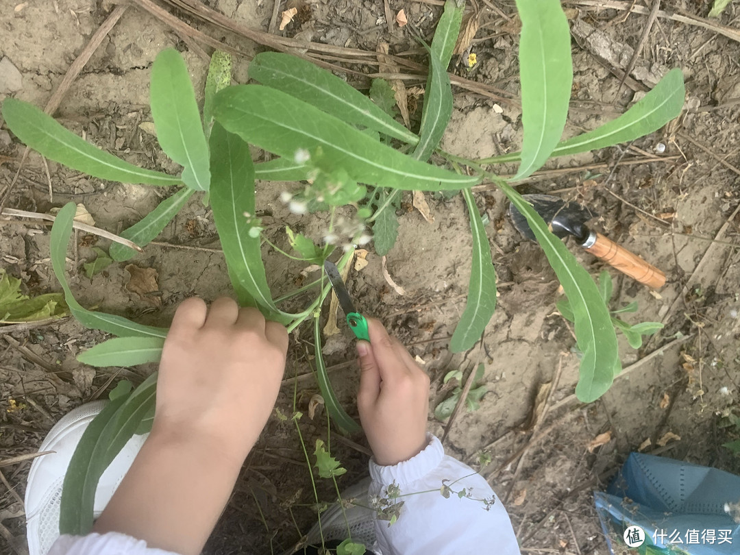 发现自然的乐趣！618购后晒，小刀助您和孩子一起探索野外美食，挖呀挖呀挖！