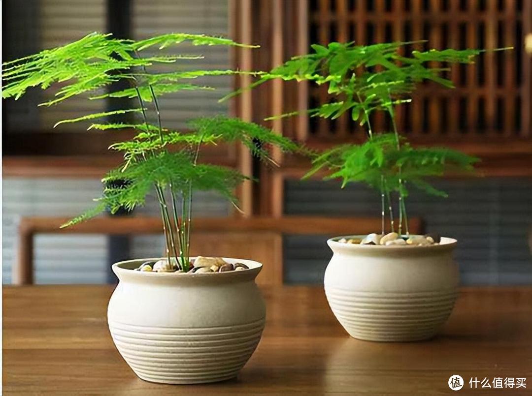 养文竹，用上6个小技巧，不黄叶“长得旺”，形态美
