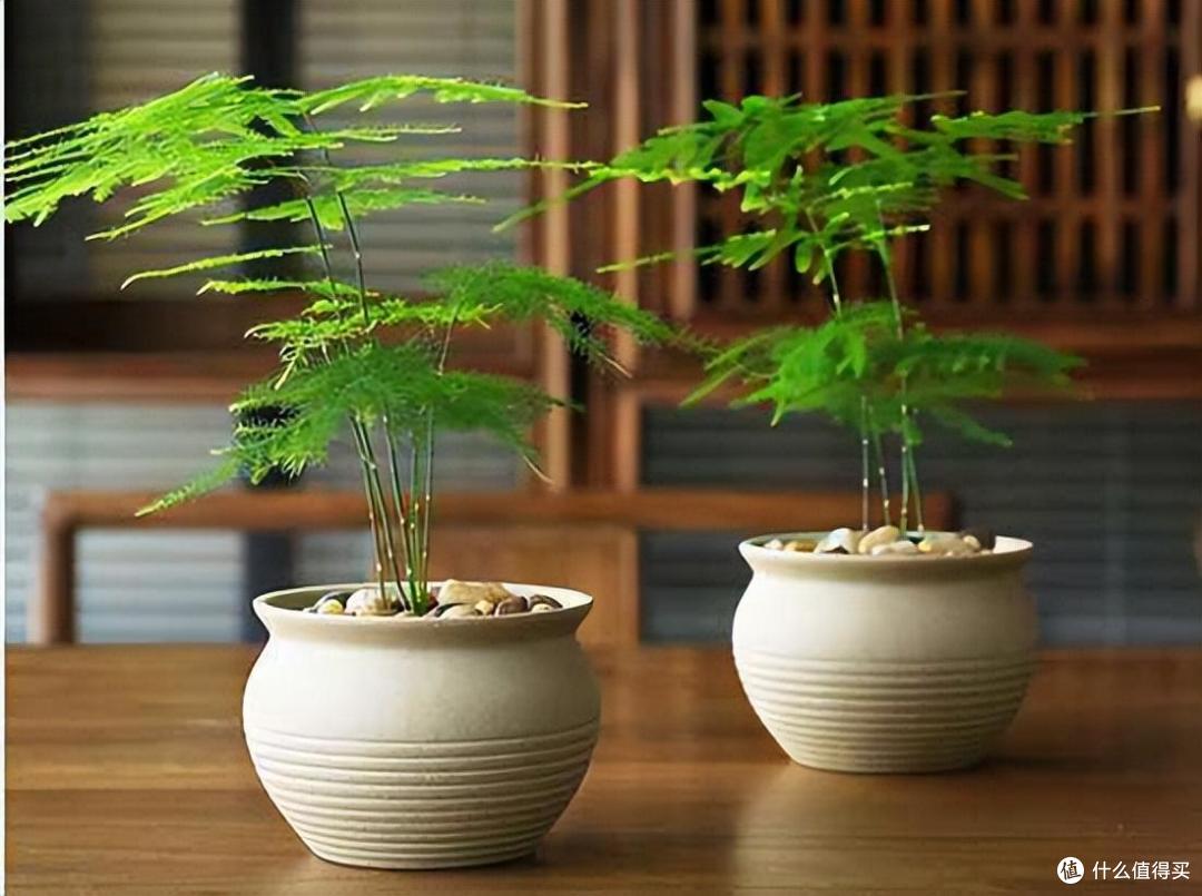 养文竹,用上6个小技巧,不黄叶“长得旺”,形态美