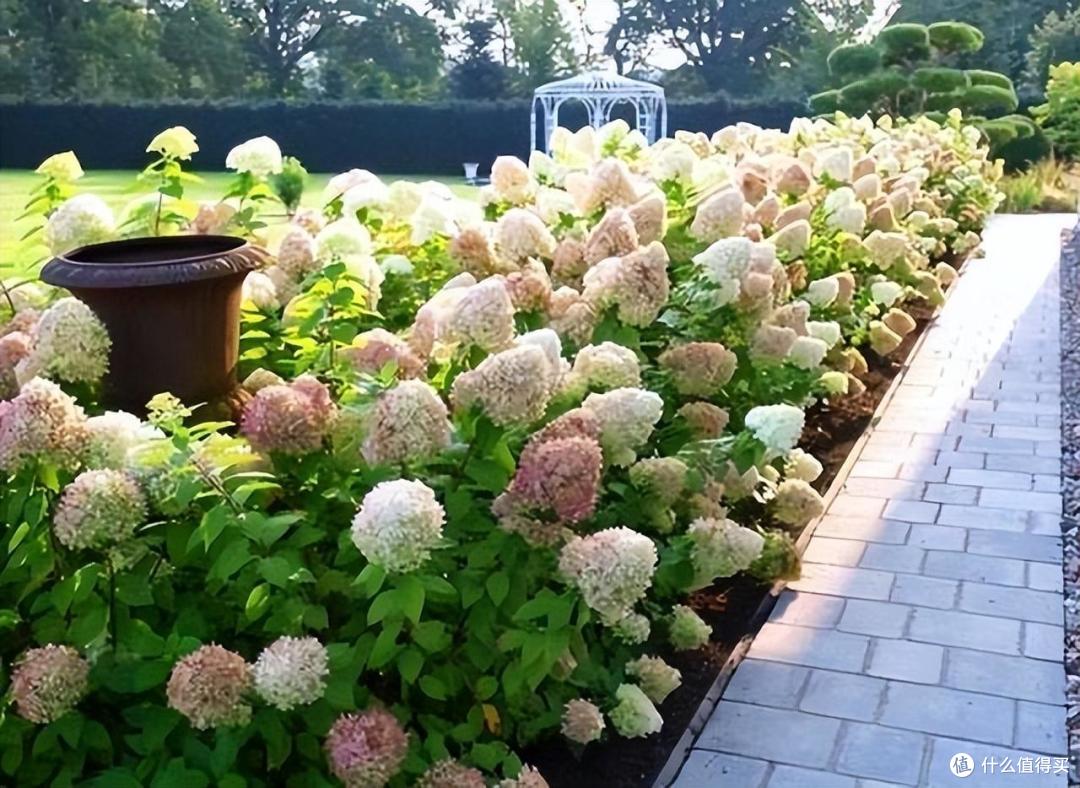 有院子必养4种花,一棵爬藤一大片,开花数百朵、美如画,大爱啊