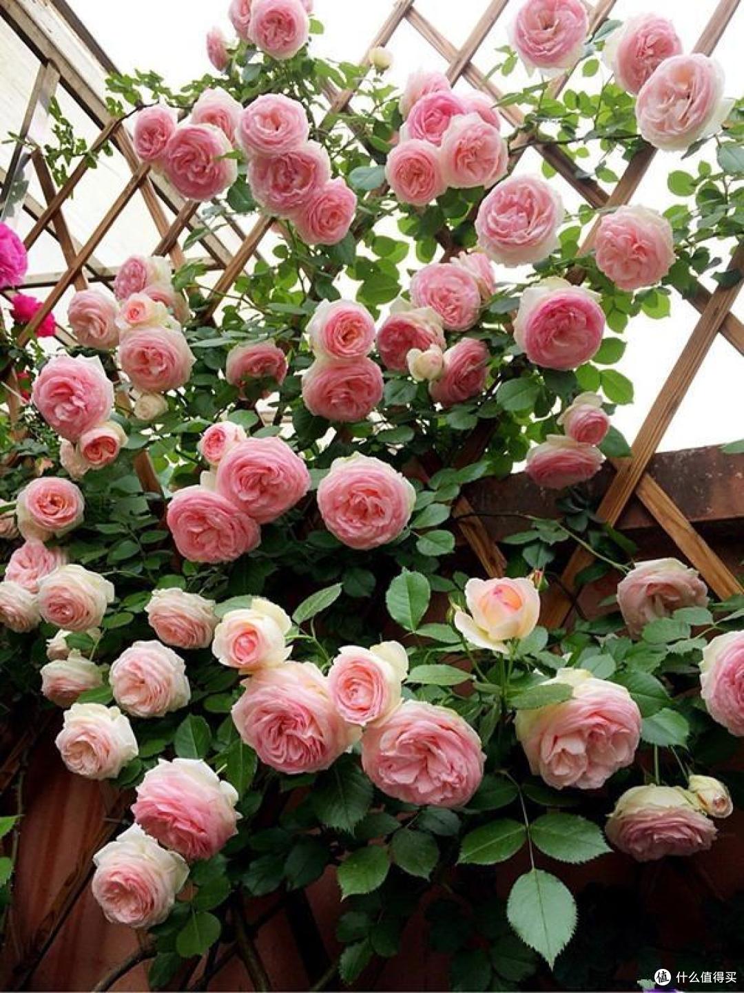 有院子必养4种花,一棵爬藤一大片,开花数百朵、美如画,大爱啊