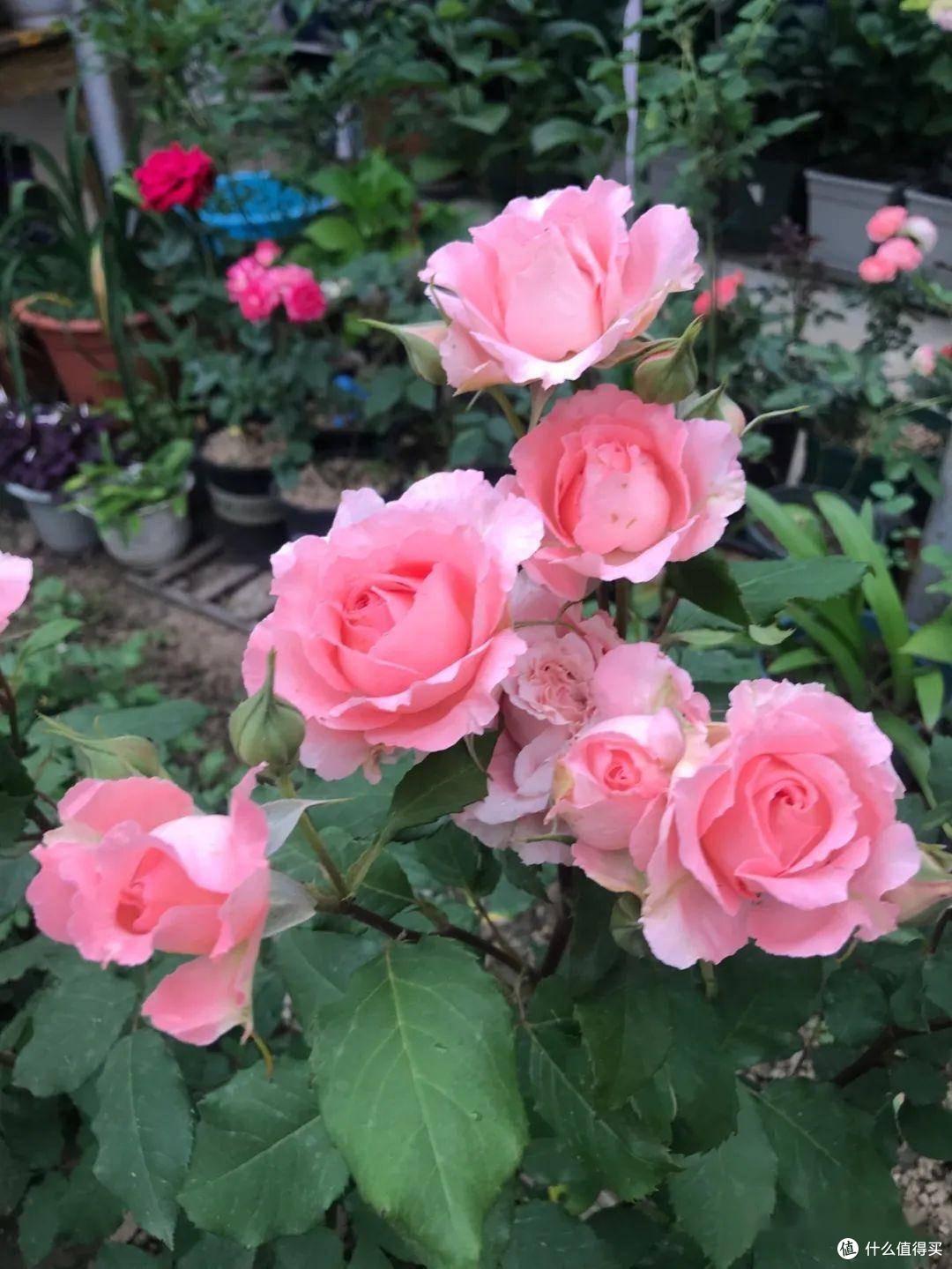 有院子必养4种花,一棵爬藤一大片,开花数百朵、美如画,大爱啊