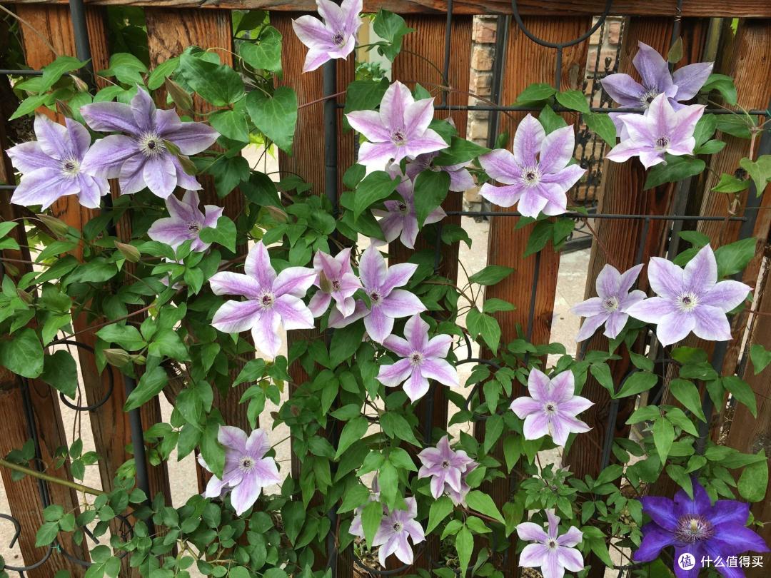 有院子必养4种花,一棵爬藤一大片,开花数百朵、美如画,大爱啊