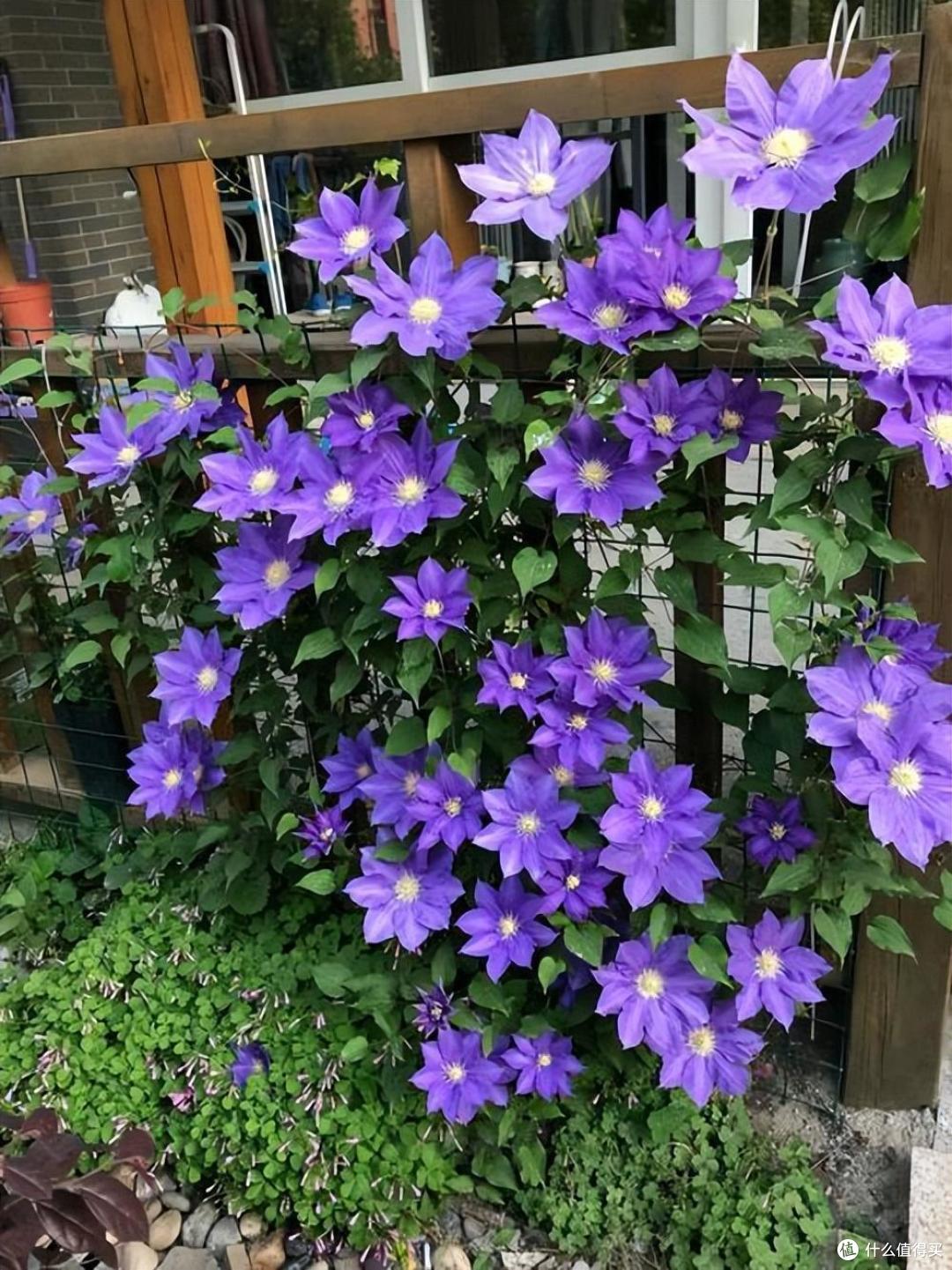 有院子必养4种花,一棵爬藤一大片,开花数百朵、美如画,大爱啊