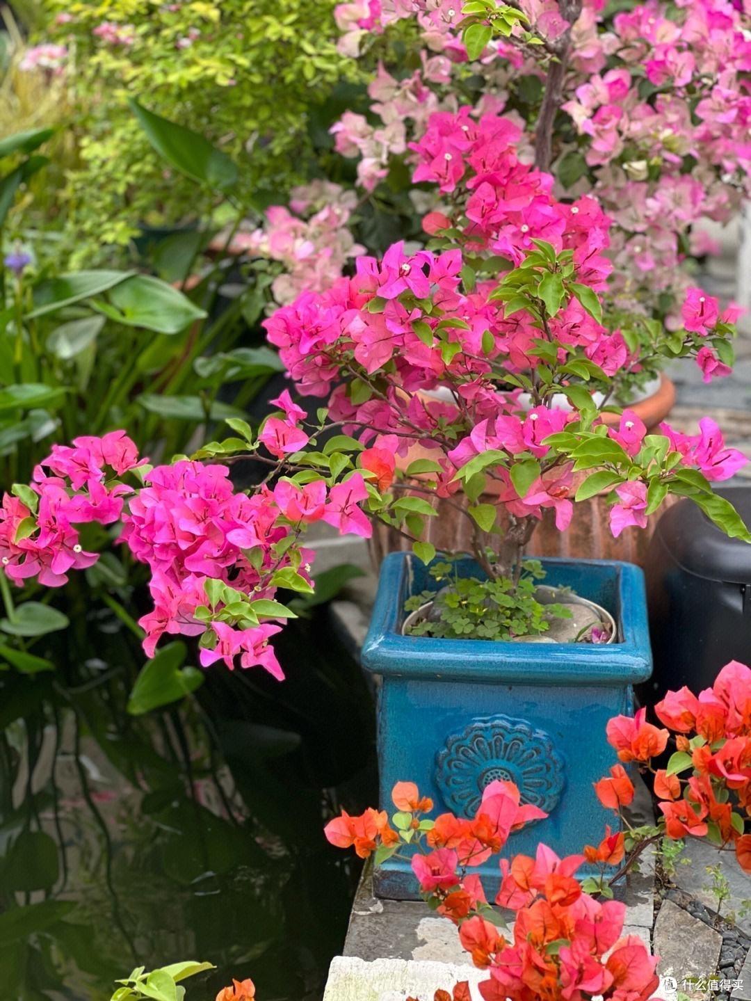 有院子必养4种花,一棵爬藤一大片,开花数百朵、美如画,大爱啊